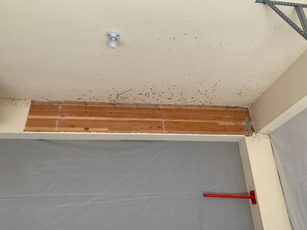 Best Basement Mold Removal  in Tonkawa, OK